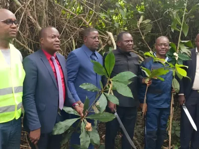 Les agents de la Caistab à la plantation de café d'Ondzeye