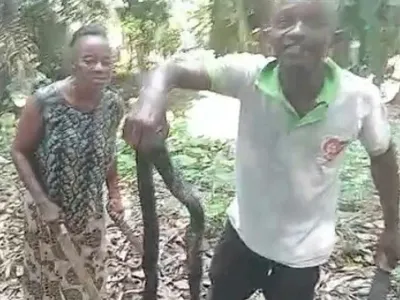 Cobra abattu à Koulamoutou