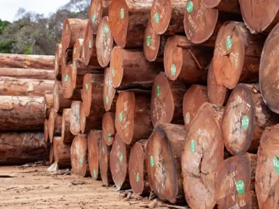 Exploitation de bois au Gabon