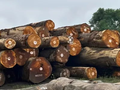 Grumes d'okoumé