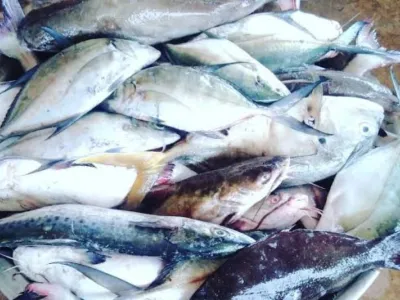 Poisson du capal
