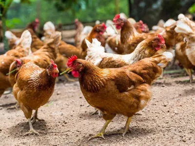 Poulet de chair
