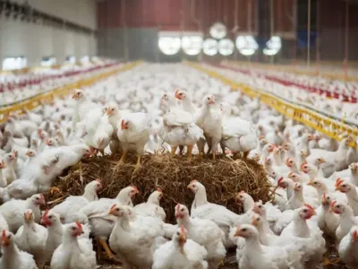 Élevage de poulet de chair
