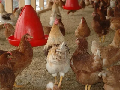 Elevage de poulet 