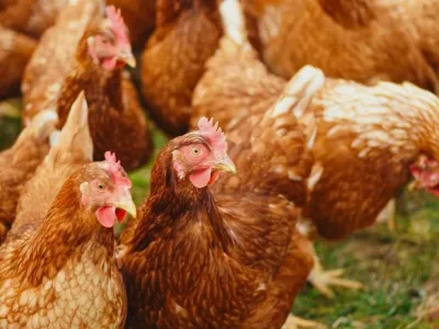 Production de poulets de chair : La provende au cœur des préoccupations. © DR